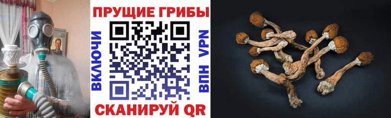 купить наркотики цена  Белый  Псилоцибиновые грибы MAGIC MUSHROOMS 
